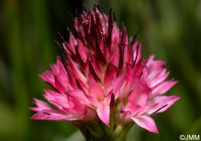 Gymnadenia bicolor = Nigritella bicolor