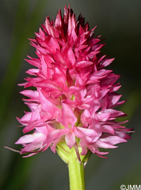 Gymnadenia bicolor = Nigritella bicolor