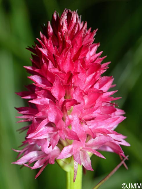 Gymnadenia bicolor = Nigritella bicolor