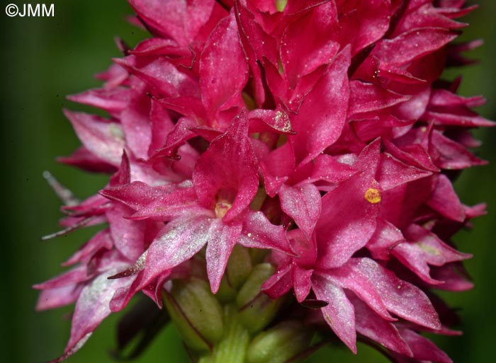 Gymnadenia bicolor = Nigritella bicolor