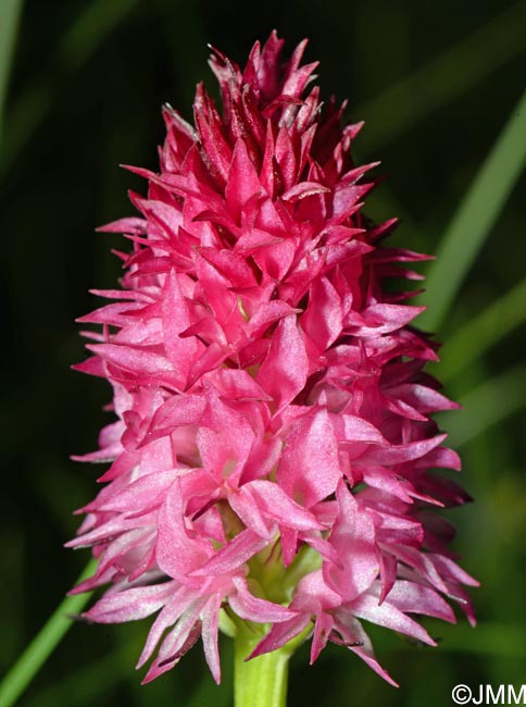 Gymnadenia bicolor = Nigritella bicolor