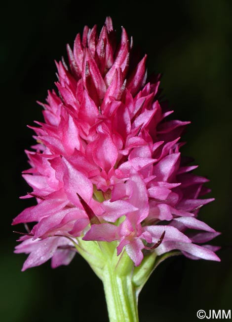 Gymnadenia bicolor = Nigritella bicolor