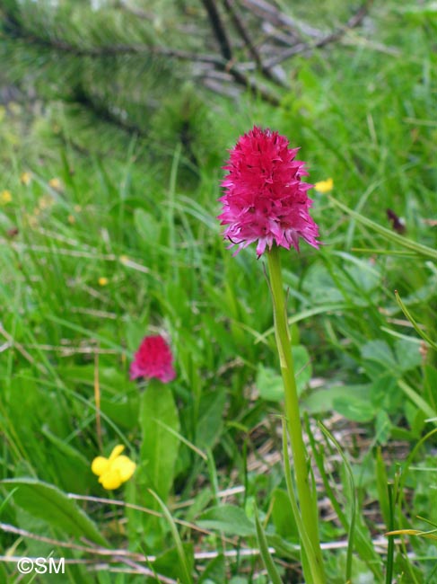 Gymnadenia bicolor = Nigritella bicolor