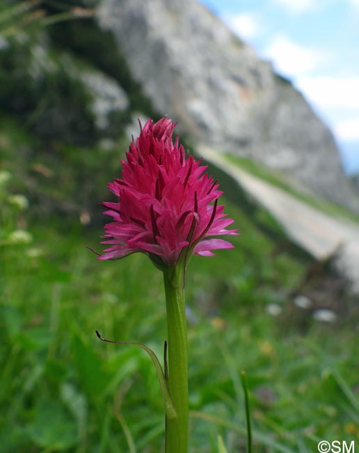 Gymnadenia bicolor = Nigritella bicolor