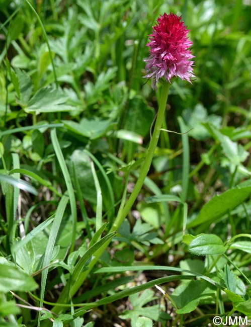 Gymnadenia bicolor = Nigritella bicolor