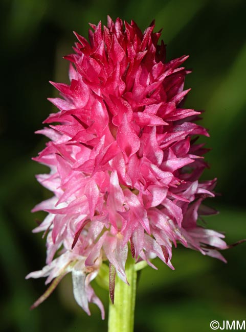 Gymnadenia bicolor = Nigritella bicolor