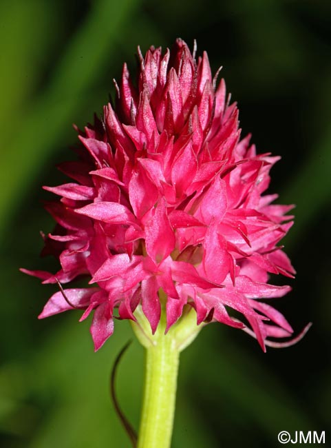 Gymnadenia bicolor = Nigritella bicolor