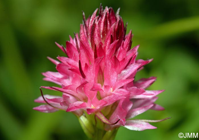 Gymnadenia bicolor = Nigritella bicolor