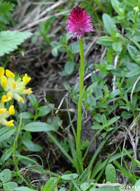 Gymnadenia bicolor = Nigritella bicolor