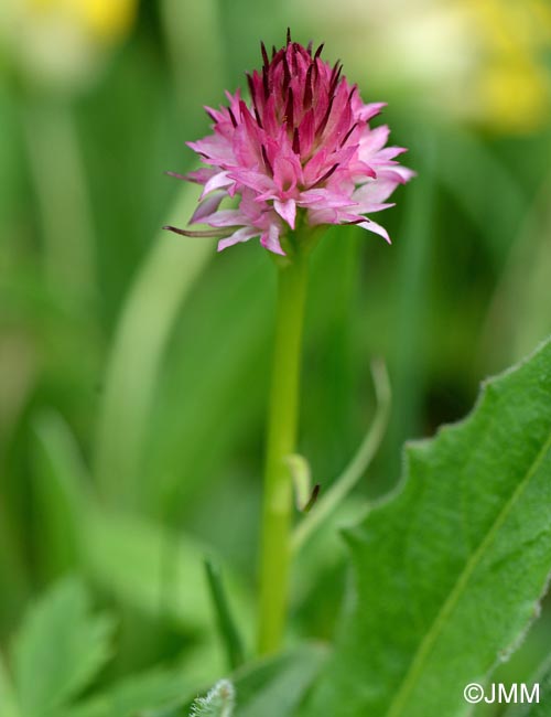 Gymnadenia bicolor x Gymnadenia widderi