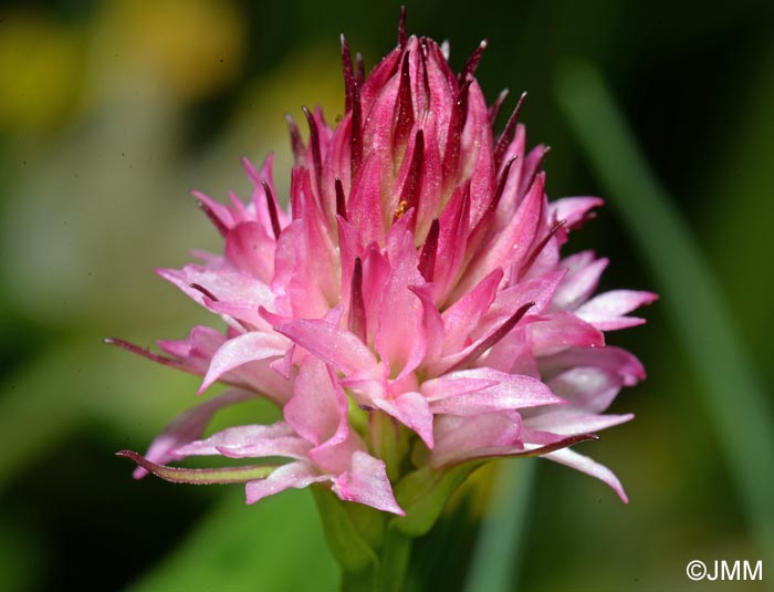 Gymnadenia bicolor x Gymnadenia widderi