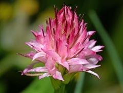 Gymnadenia bicolor x Gymnadenia widderi