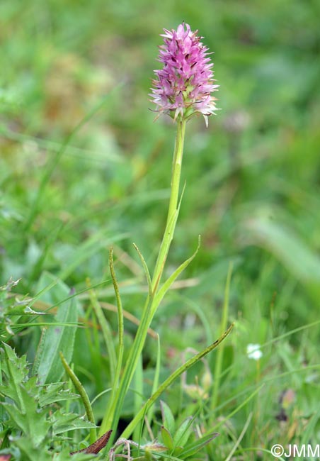 Gymnadenia carniolica = Nigritella carniolica