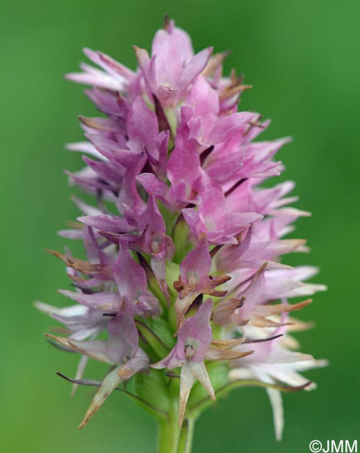 Gymnadenia carniolica = Nigritella carniolica