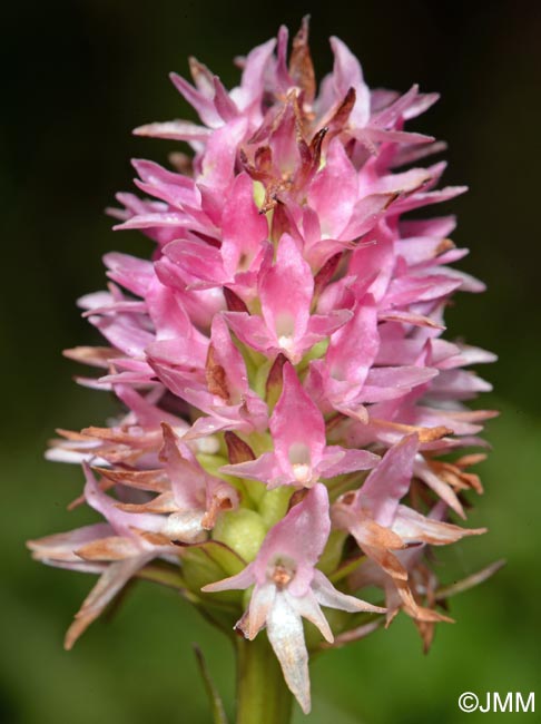 Gymnadenia carniolica = Nigritella carniolica