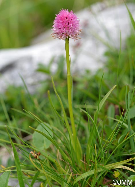 Gymnadenia carniolica = Nigritella carniolica