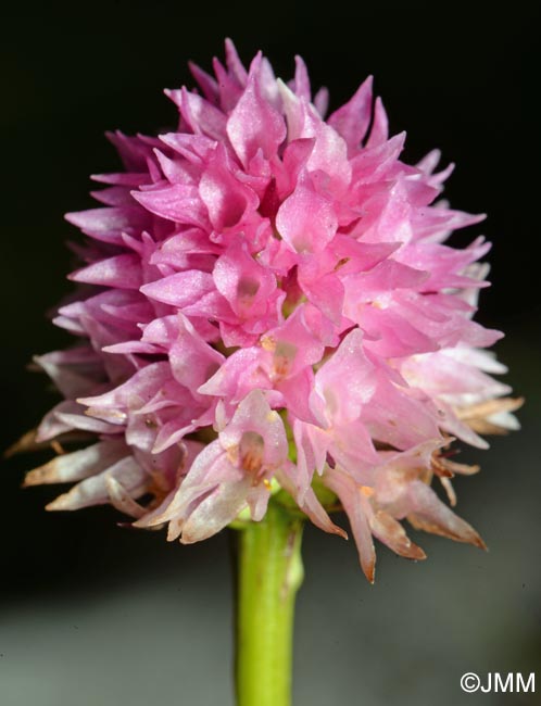 Gymnadenia carniolica = Nigritella carniolica