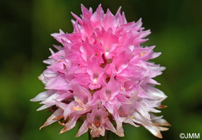 Gymnadenia carniolica = Nigritella carniolica