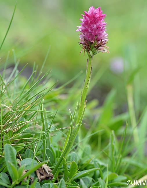 Gymnadenia carniolica = Nigritella carniolica