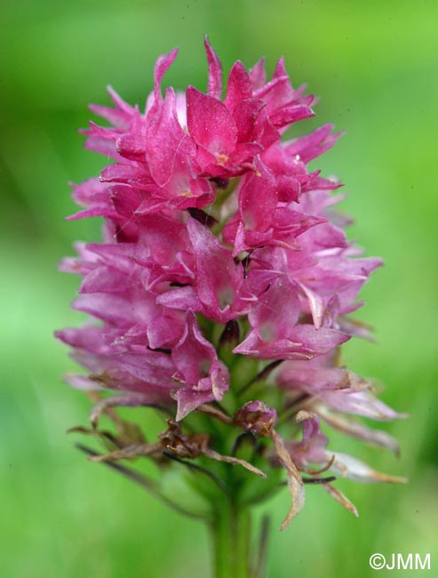 Gymnadenia carniolica = Nigritella carniolica