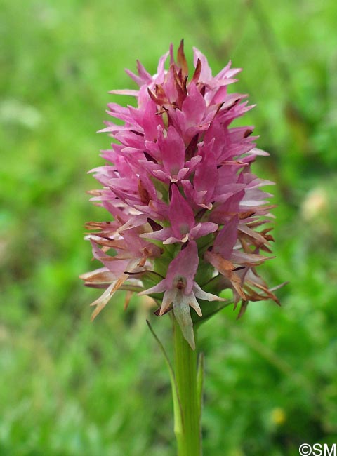 Gymnadenia carniolica = Nigritella carniolica