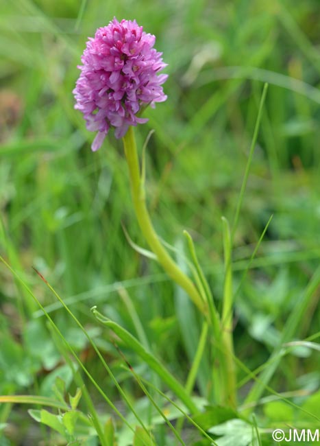 Gymnadenia conopsea x Gymnadenia ravnikii