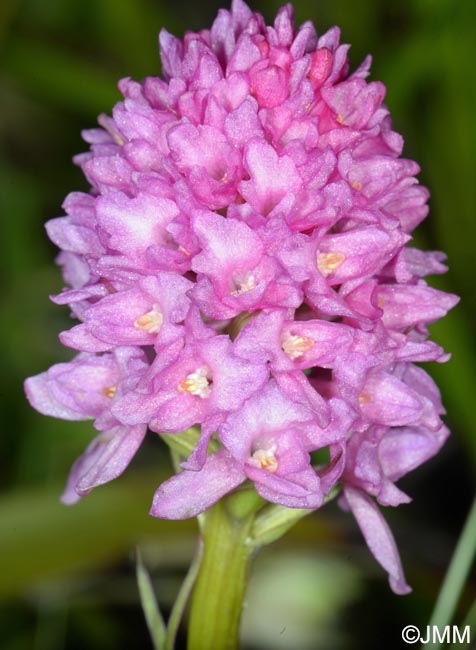 Gymnadenia conopsea x Gymnadenia ravnikii