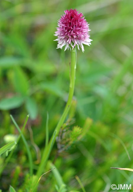 Gymnadenia karawankarum = Nigritella karawankarum