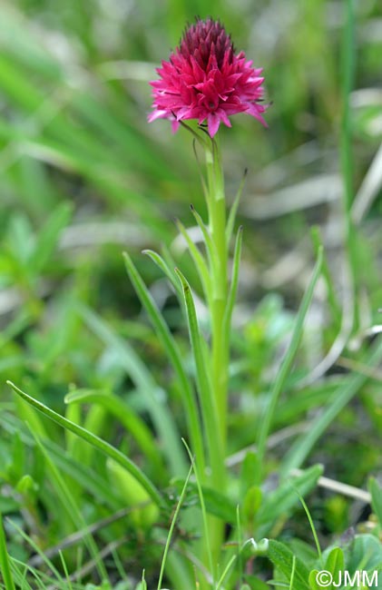 Gymnadenia kossutensis = Nigritella kossutensis