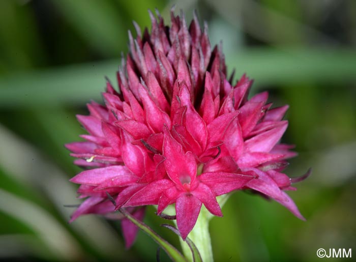 Gymnadenia kossutensis = Nigritella kossutensis