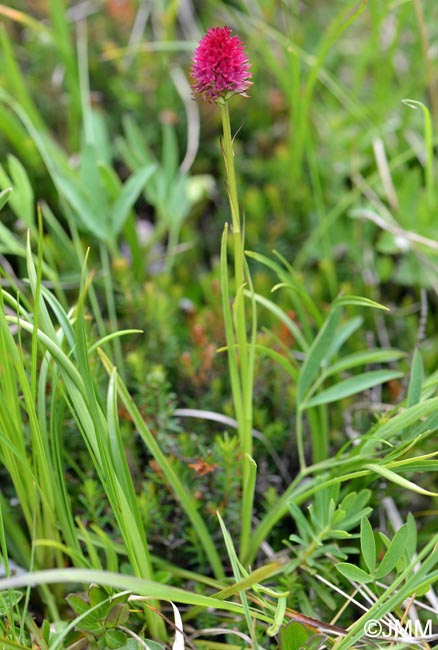 Gymnadenia kossutensis = Nigritella kossutensis