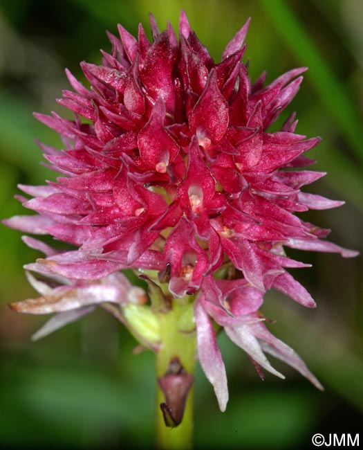 Gymnadenia kossutensis = Nigritella kossutensis