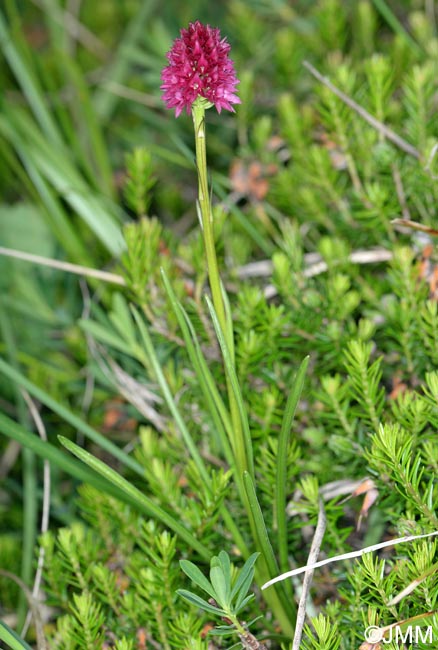 Gymnadenia kossutensis = Nigritella kossutensis