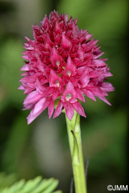 Gymnadenia kossutensis = Nigritella kossutensis