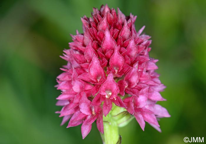 Gymnadenia kossutensis = Nigritella kossutensis