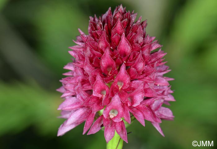 Gymnadenia kossutensis = Nigritella kossutensis