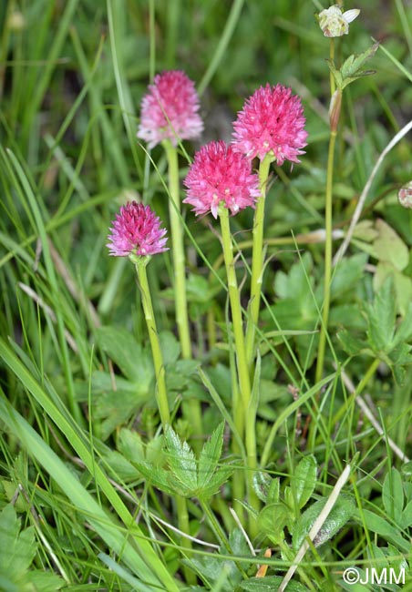 Gymnadenia kossutensis x Gymnadenia lithopolitanica