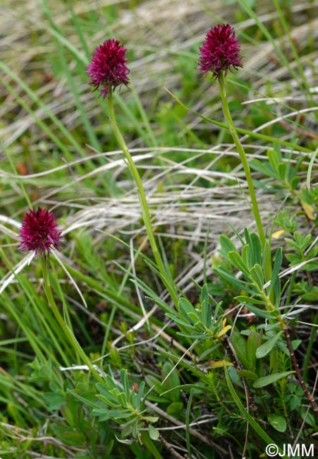 Gymnadenia kossutensis x Gymnadenia ravnikii