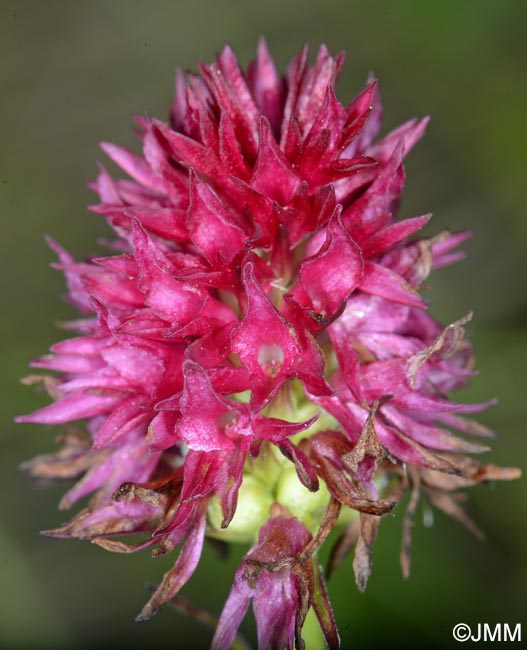 Gymnadenia kossutensis x Gymnadenia ravnikii