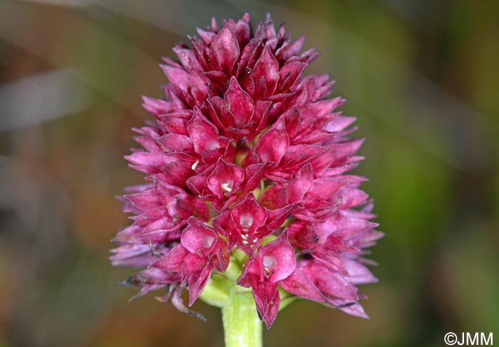 Gymnadenia kossutensis x Gymnadenia ravnikii