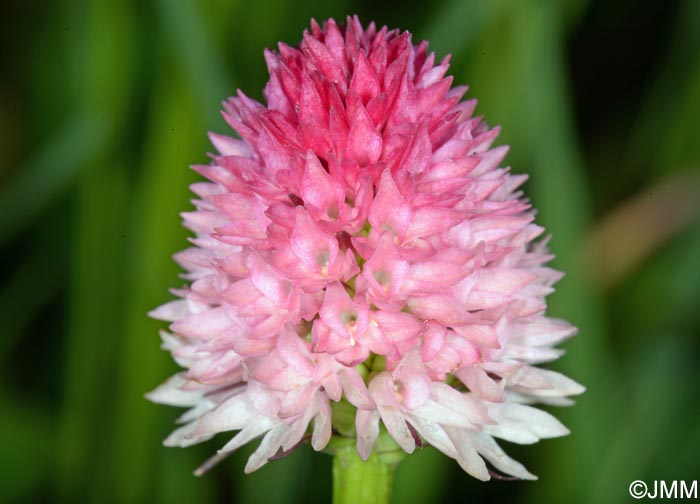 Gymnadenia lithopolitanica = Nigritella lithopolitanica