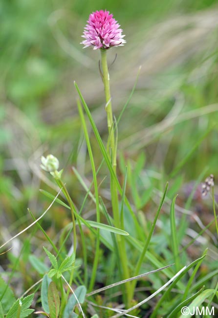 Gymnadenia lithopolitanica = Nigritella lithopolitanica