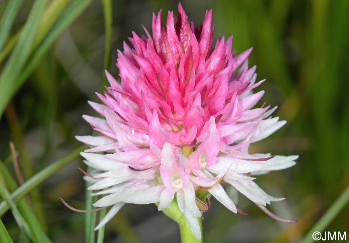 Gymnadenia lithopolitanica = Nigritella lithopolitanica