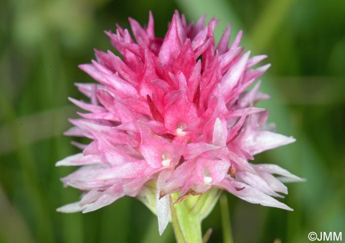 Gymnadenia lithopolitanica = Nigritella lithopolitanica