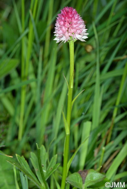 Gymnadenia lithopolitanica = Nigritella lithopolitanica