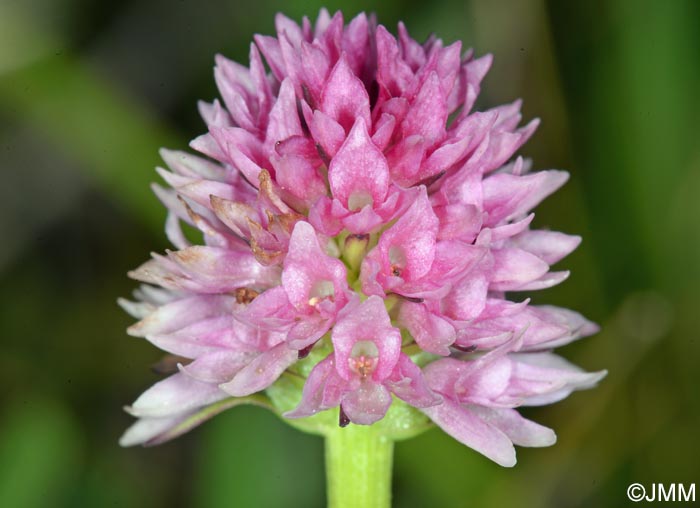 Gymnadenia lithopolitanica = Nigritella lithopolitanica