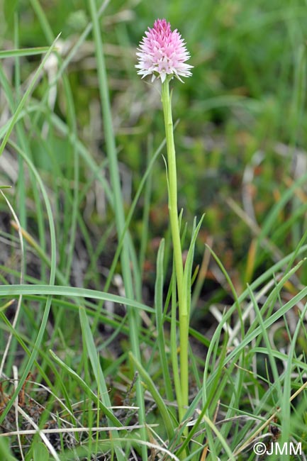 Gymnadenia lithopolitanica = Nigritella lithopolitanica