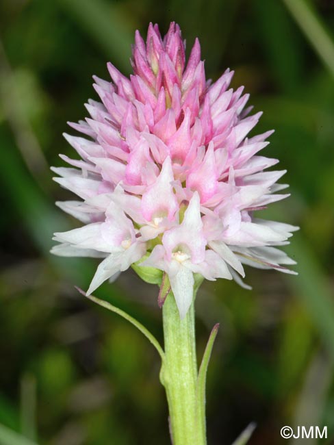 Gymnadenia lithopolitanica = Nigritella lithopolitanica