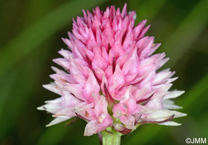 Gymnadenia lithopolitanica = Nigritella lithopolitanica