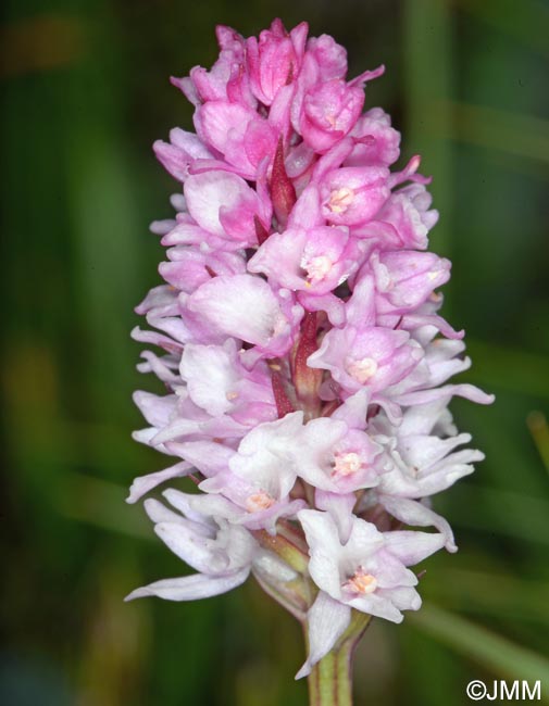 Gymnadenia lithopolitanica x Gymnadenia odoratissima